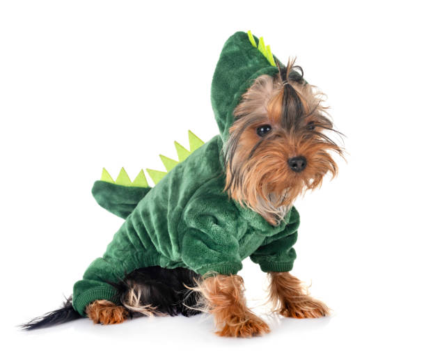 dinosaurio yorkshire terrier - pet clothing fotografías e imágenes de stock