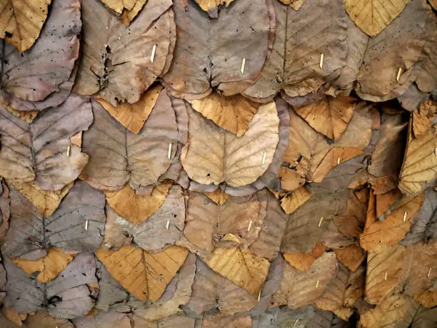 Background of Traditional Dry Brown Leaves Wall