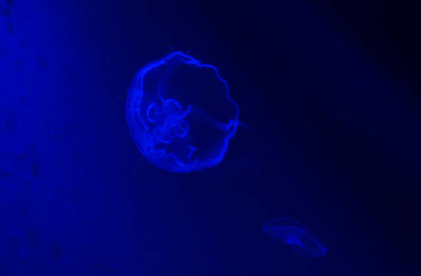 istock Translucent Aurelia aurita swimming in deep blue water. 1062020496