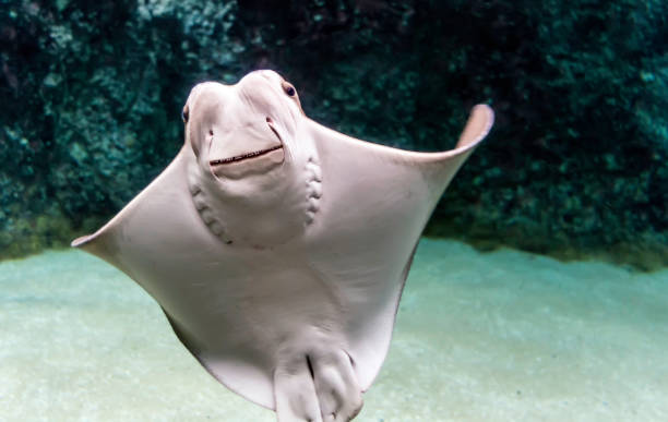 Whitish belly of Cownose ray (Rhinoptera bonasus)