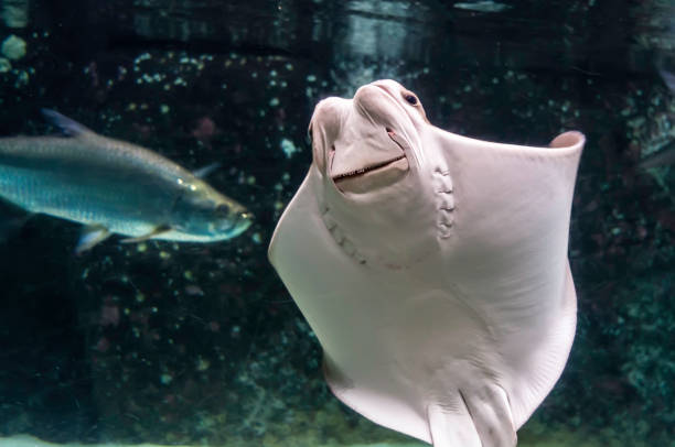 istock Whitish belly of Cownose ray (Rhinoptera bonasus) 1062020512