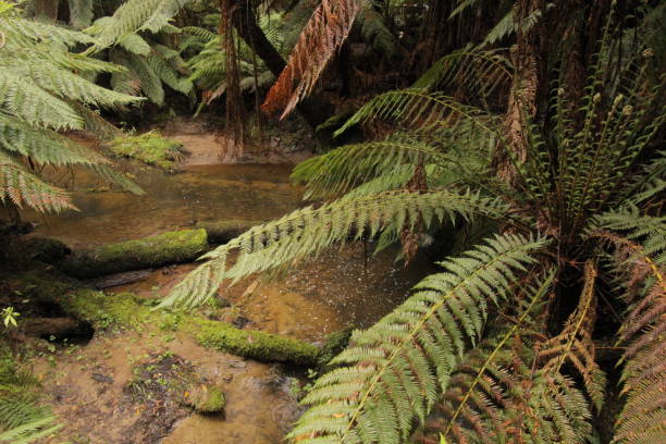 istock Fern plants in Otway NP in Australia 1062023526