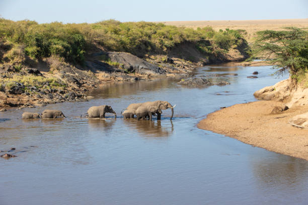 Elephants crossing Mara river with hippos, Olare Motorogi Conservancy, ,Masai Mara, Kenya