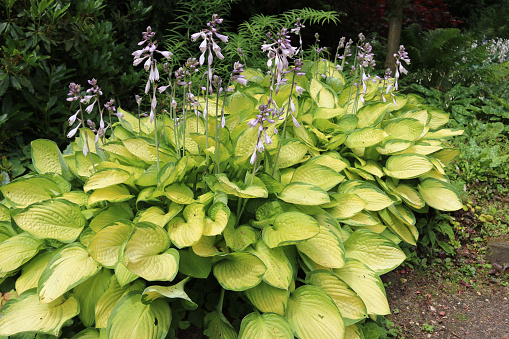 Plantain lilies (Hosta) growing in partial shade with pale lilac flowers and yellow leaves with green margins with ferns and shrubs in the background.