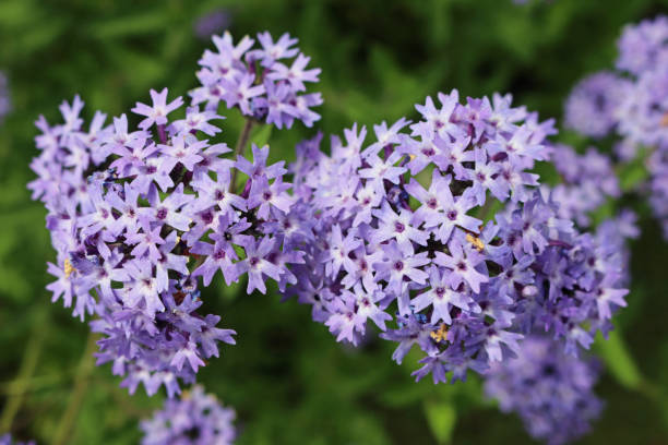 istock Purple Argentinian vervain flowers 1062028888