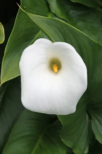 White arum lily flower (Zantedeschia aethiopica) in bloom with a background of blurred leaves of the same plant.