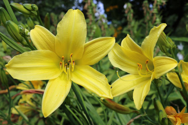 istock Yellow daylily flowers 1062028930