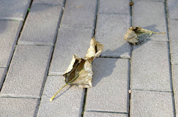 Autumn, dry leaf lies on the sidewalk