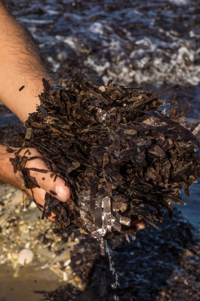 istock Human Hand Taking Posidonia Seaweed on Beach 1062036010