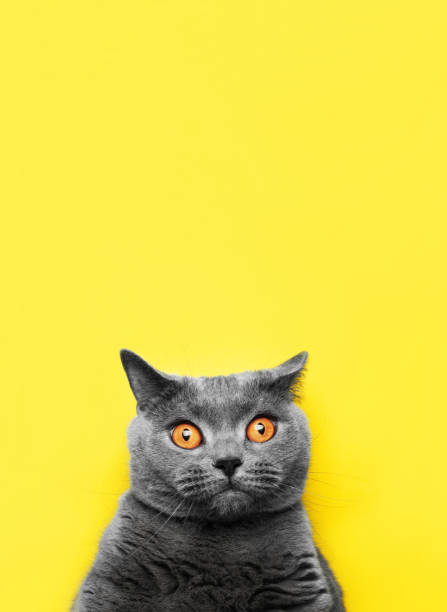 istock breed of a British cat on a blue background 1062040074