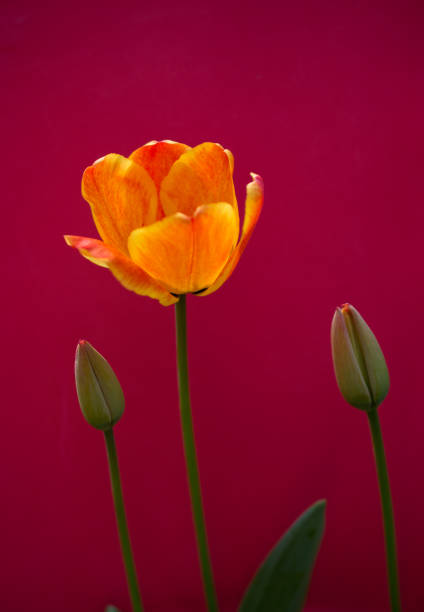 istock Colorful tulip flower bloom with a colorful background 1062040512