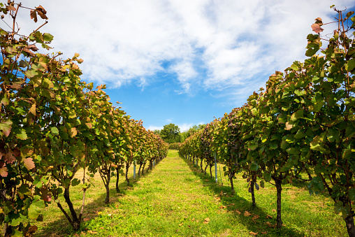 Vineyard for wine. Grapes grown in Japanese wineries.