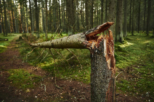 tronco de árvore quebrada no pinhal - árvore caída - fotografias e filmes do acervo