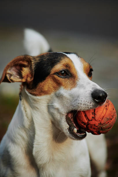 istock Jack Russell with orange ball in his mouth 1062042736
