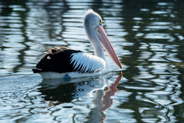 istock Pelican on the Lake 1062043380