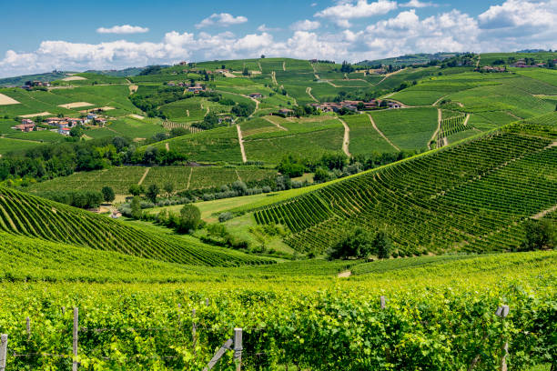 istock Vineyards near Barbaresco, Cuneo, in Langhe 1062046562