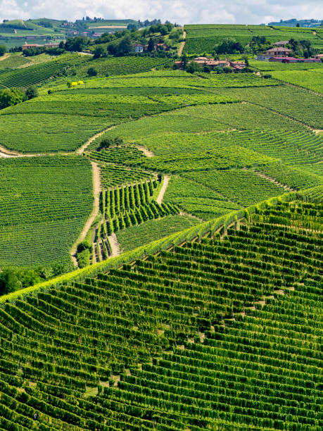 istock Vineyards near Barbaresco, Cuneo, in Langhe 1062046736