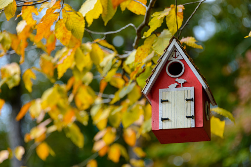 Red birdhouse hanging on a branch with yellow autumn leaves