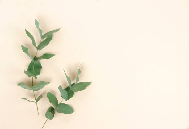 istock eucalyptus branches on pale beige  background. Minimal abstract background. Flat lay, top view. copy space 1062051146