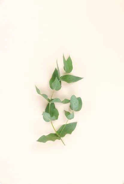 istock eucalyptus branches on pale beige  background. Minimal abstract background. Flat lay, top view. copy space 1062051808