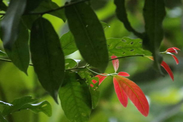 istock Green leaves with red leaf highlights 1062052812