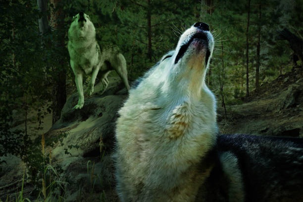 istock in a dark forest two wolves sing their song 1062054440