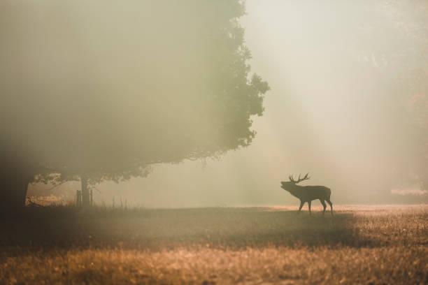 istock Red deer looking up under a giant oak in the autumn with orange rays shining around it 1062055228
