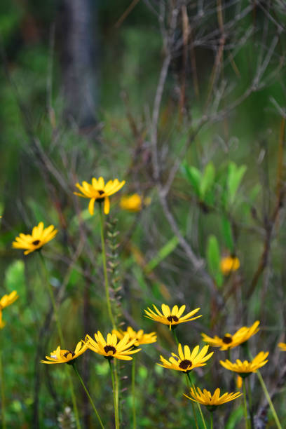 istock Helianthus blooming in nature 1062055480