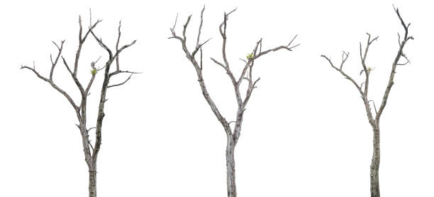 istock Set of dead trees on white background with clipping path. 1062055910