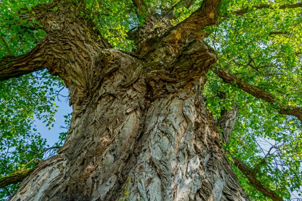 istock Trunk and branches of a three hundred old poplar tree in summer. 1062057890