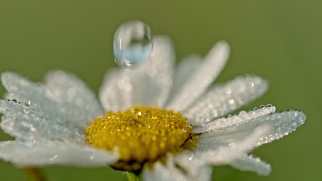 CU Water droplets falling on white and yellow daisy