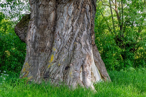Tronco de un árbol de álamo grande antiguo de trescientos photo