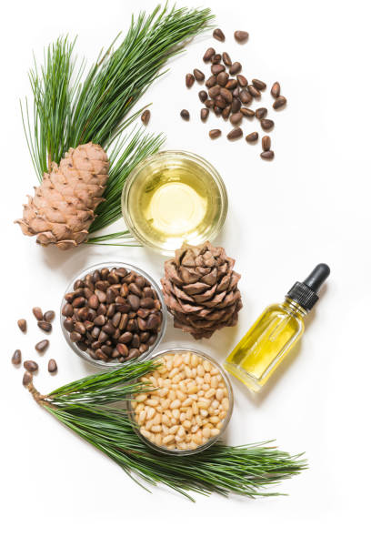 istock Cedar oil, branches and cedar cone on white. Copy space. Beauty and healthy concept. 1062063700