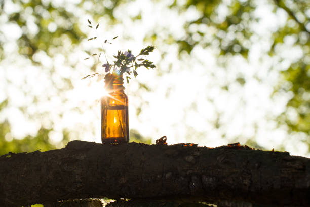 Selective focus, horizontal. Medical Herb Phytotherapy Aromatherapy.
