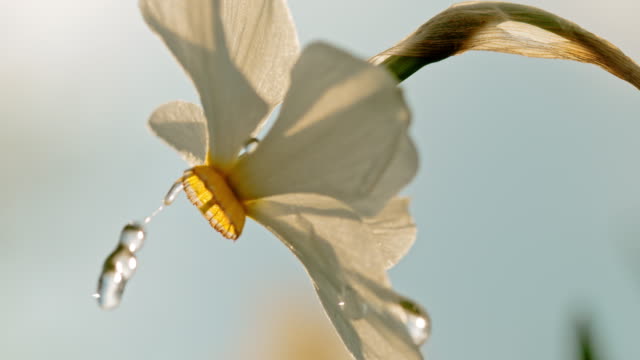 CU Water droplets falling on white narcissus flower