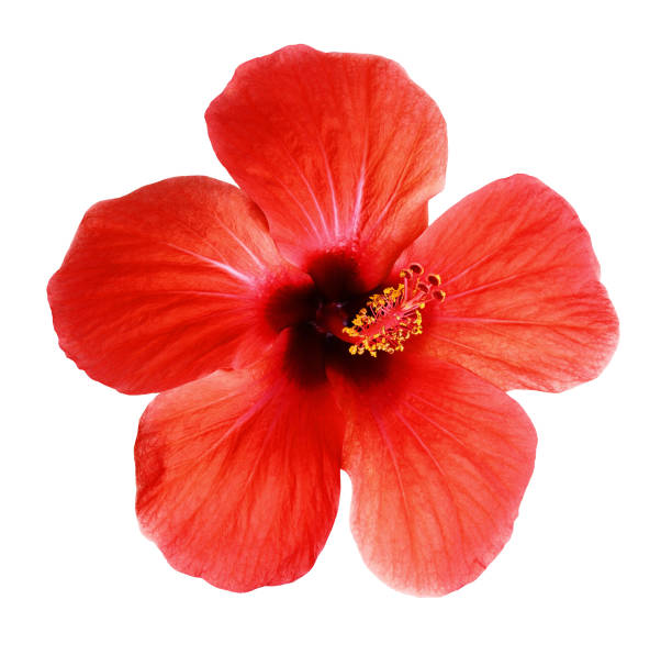 istock Closeup of hibiscus flower 1062071256