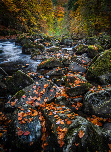 istock Autumn on the River Braan in Perthshire 1062073344