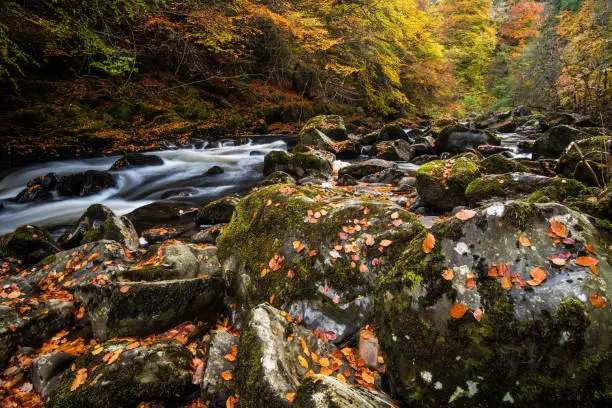 Photo of Autumn on the River Braan in Perthshire