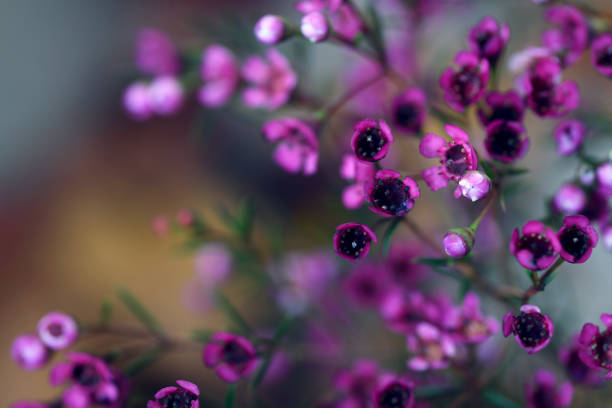 istock Closeup of chamelaucium flowers 1062075904