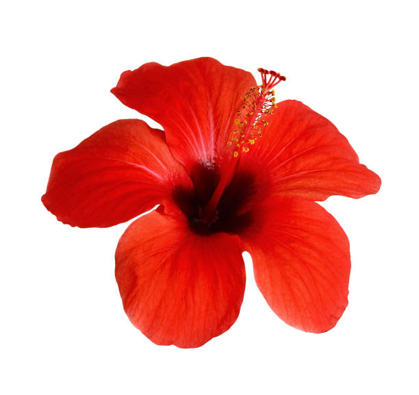 istock Top view of hibiscus flower 1062075906