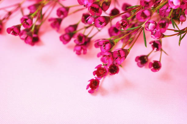Closeup of chamelaucium flowers on pink paper background