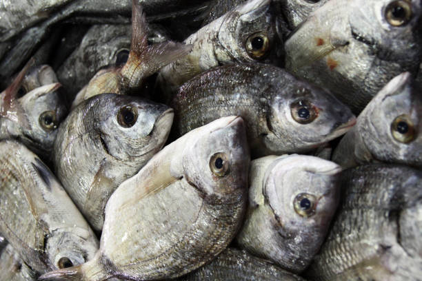 istock fresh gilt-head bream fishes 1062077222