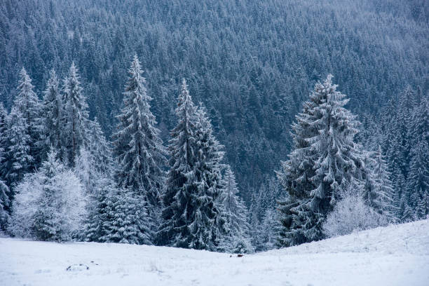 istock Snowy fir trees at winter 1062080366
