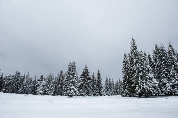 istock Trees covered with hoarfrost and snow 1062080486
