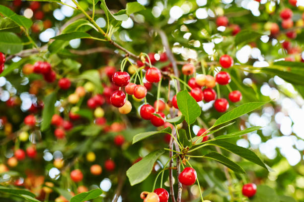 istock Ripe red cherries on the tree branch 1062080814