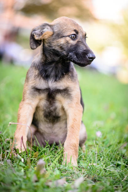 istock pet portrait puppy half-breed outdoor 1062080862