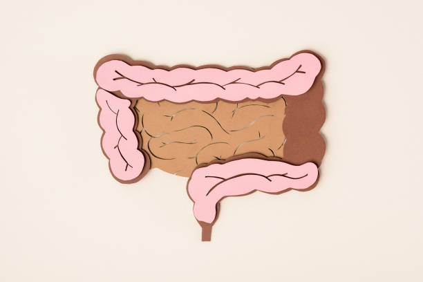 istock elevated view of human large intestine on beige 1062082782