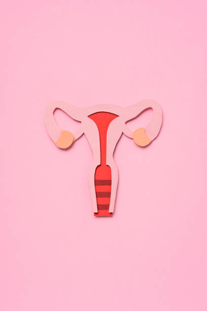 istock elevated view of female reproductive system on pink 1062082808