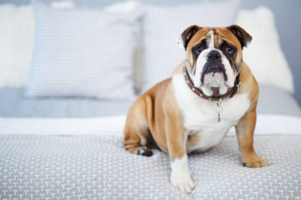 istock The cutest face to come home to 1062087236