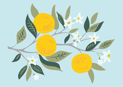 Vector card with branch of oranges in bloom